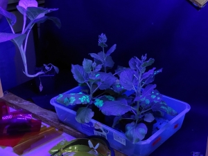 Týden vědy Praha 8.A a 4.C