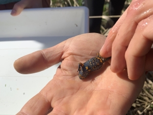 Biologické cvičení 6.A